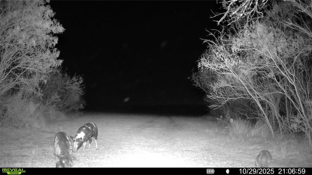 0 County Road 215- 30 acres, Mccoy, TX 78113