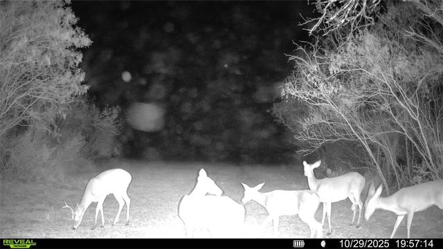 0 County Road 215- 30 acres, Mccoy, TX 78113