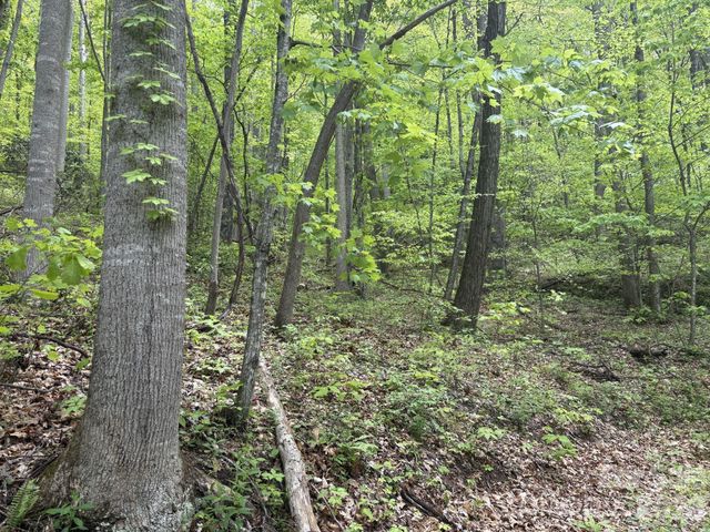 999999 Harwood Road 2, Barnardsville, NC 28709