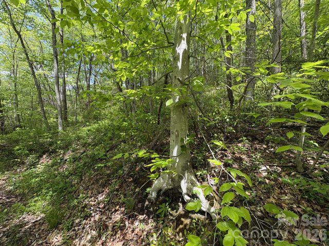 999999 Harwood Road 2, Barnardsville, NC 28709