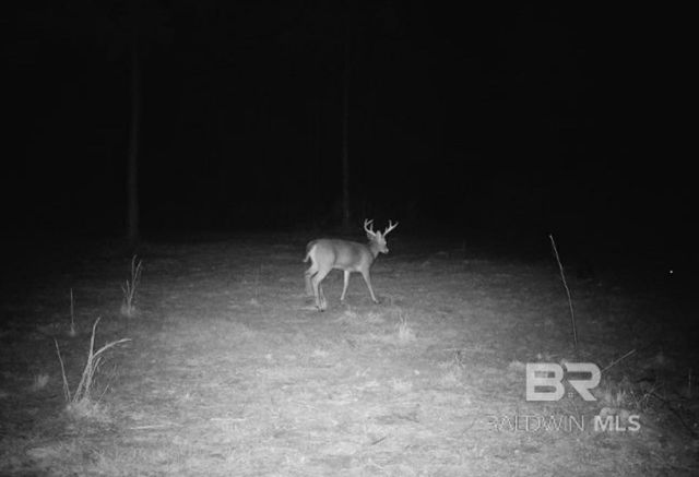 22544 Lechner Road, Robertsdale, AL 36567