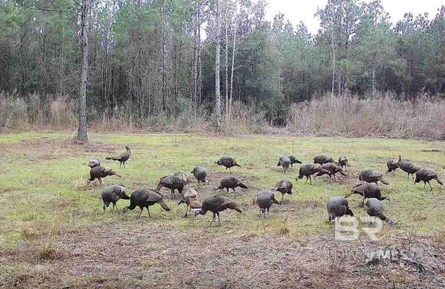 22544 Lechner Road, Robertsdale, AL 36567