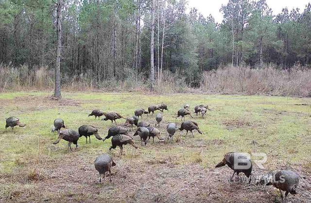 22544 Lechner Road, Robertsdale, AL 36567