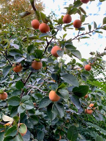 4700 SHALE OAKS AVE, Columbia, MO 65203