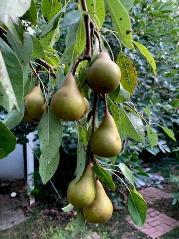 4700 SHALE OAKS AVE, Columbia, MO 65203