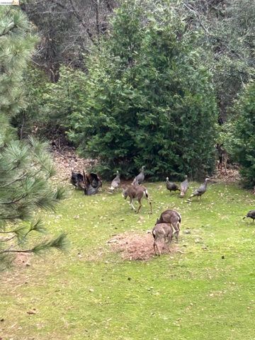 16144 Big Hill Road, Sonora, CA 95370