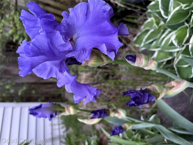 221 CENTER Street, Clio, MI 48420