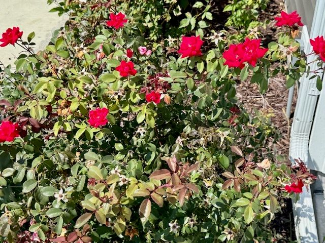 709 N Abbey Road, Urbana, IL 61802