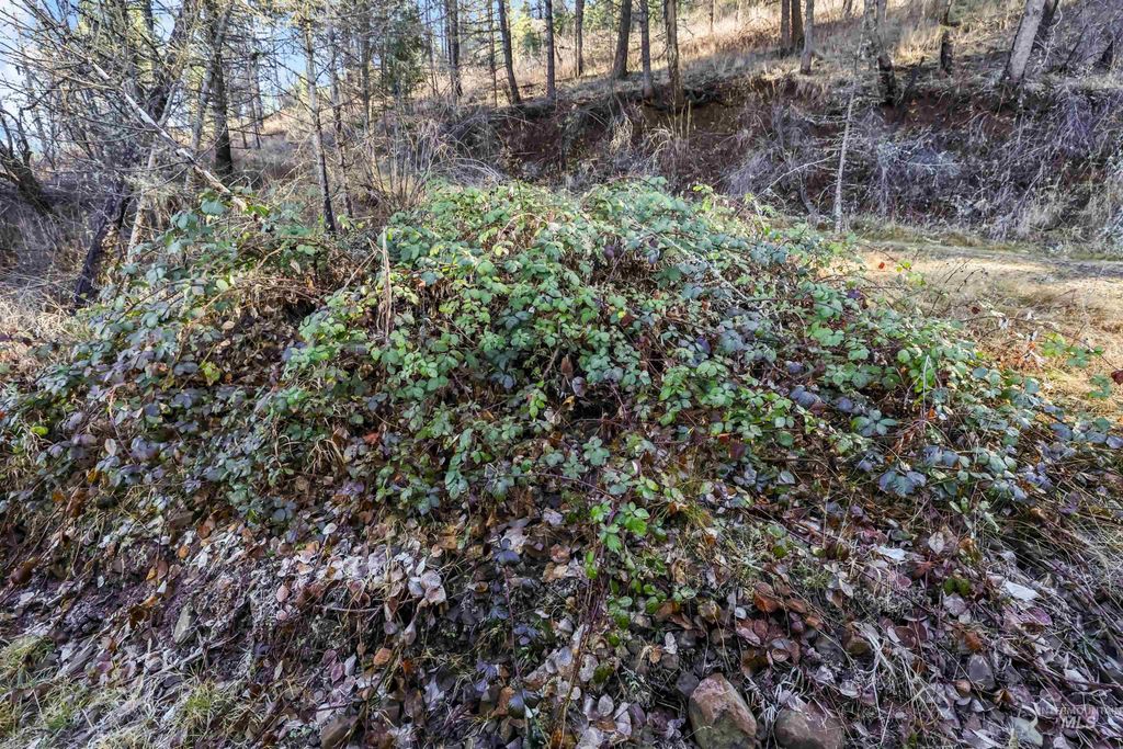 216 Ulmer Road, Kooskia, ID 83539 photo 45