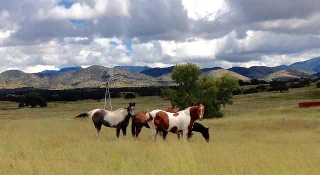 000 Forest Road 4748 Road, Patagonia, AZ 85624