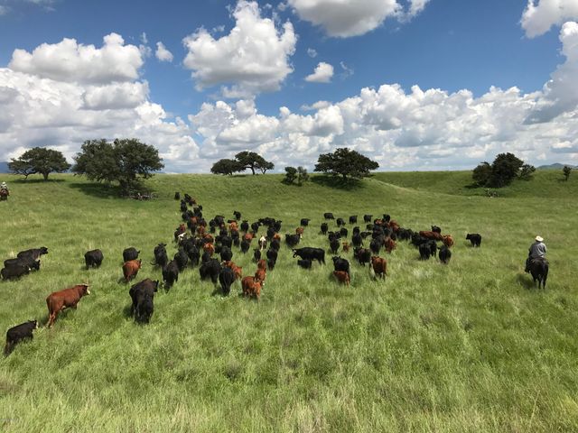 000 Forest Road 4748 Road, Patagonia, AZ 85624