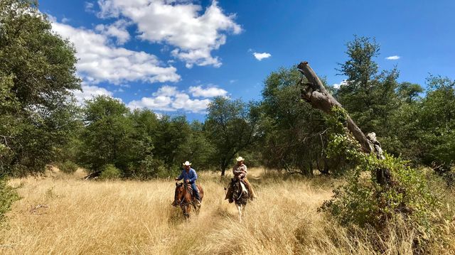 000 Forest Road 4748 Road, Patagonia, AZ 85624