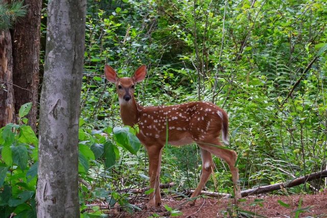 9708 Oakview Drive, Portage City, MI 49024