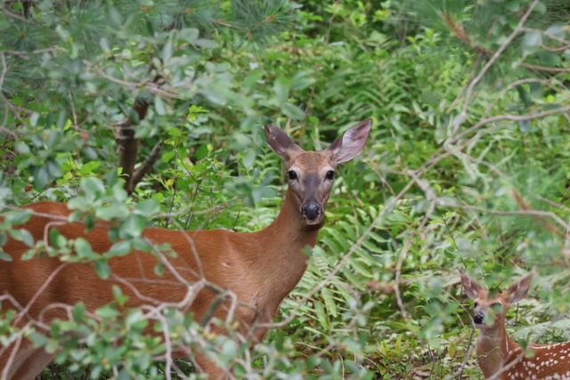 9708 Oakview Drive, Portage City, MI 49024