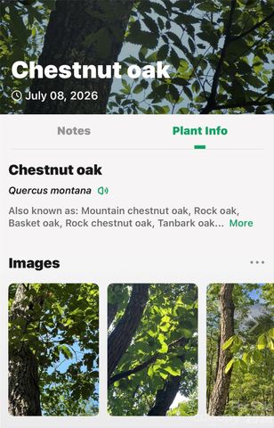 TBD Durham Avenue, Black Mountain, NC 28711