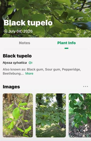 TBD Durham Avenue, Black Mountain, NC 28711