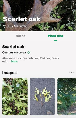 TBD Durham Avenue, Black Mountain, NC 28711