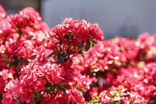 665 4th St E, Sonoma, CA 95476