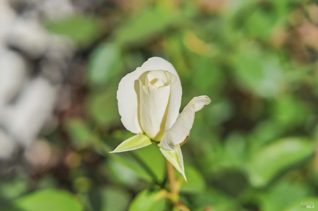 665 4th St E, Sonoma, CA 95476