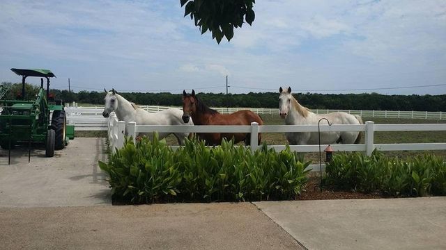 29030 Whisperwood Drive, Whitney, TX 76692