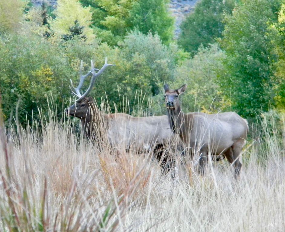 24950 Hwy. 93, Challis, ID 83226 photo 15