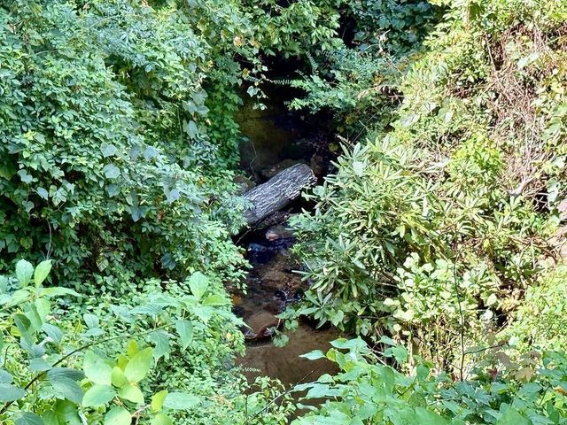 Lot 8 Wild Laurel, Brasstown, NC 28902