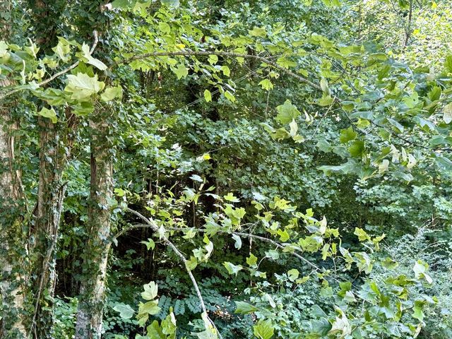 Lot 8 Wild Laurel, Brasstown, NC 28902