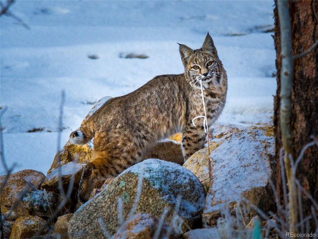 31 Wild Tiger Ln, Boulder, CO 80302