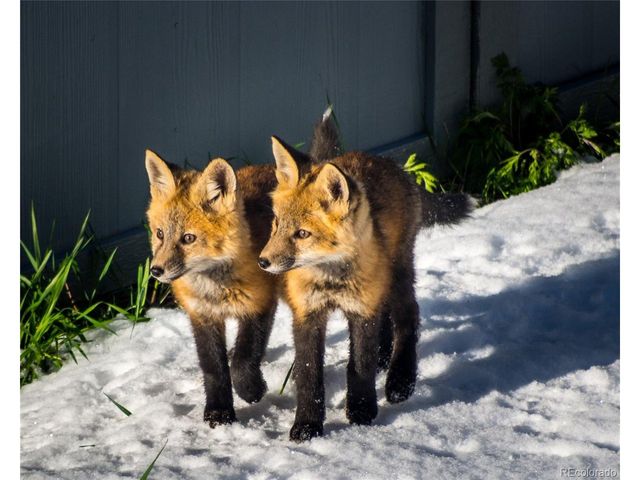 31 Wild Tiger Ln, Boulder, CO 80302