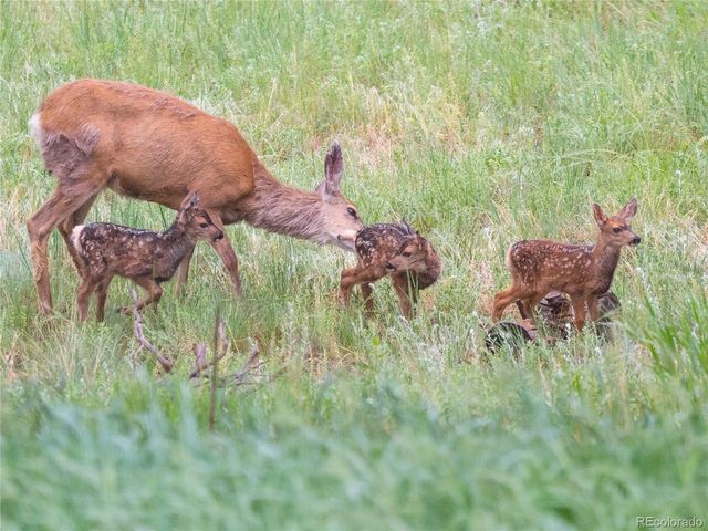 31 Wild Tiger Ln, Boulder, CO 80302