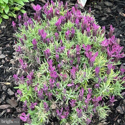 124 NATHAN DR, Stephens City, VA 22655