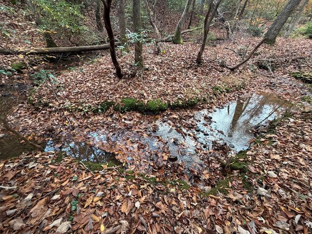 Lot A Magnums Trail, Blue Ridge, GA 30513