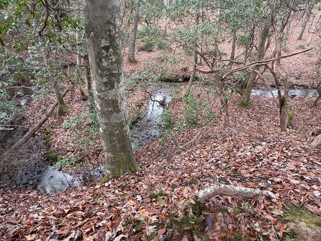 Lot A Magnums Trail, Blue Ridge, GA 30513
