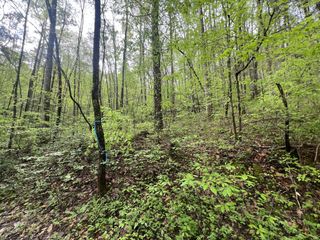 113 Bear Den Trl, Grandview, TN 37337