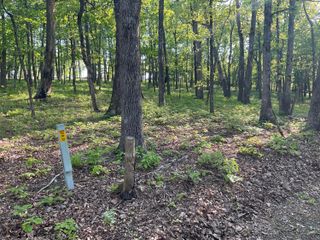 0 Plum Nelly Road, Rising Fawn, GA 30738