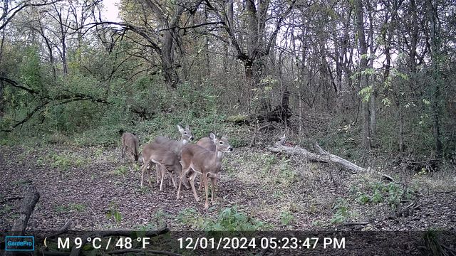 6514 Joyce Lane, Sherman, TX 75092