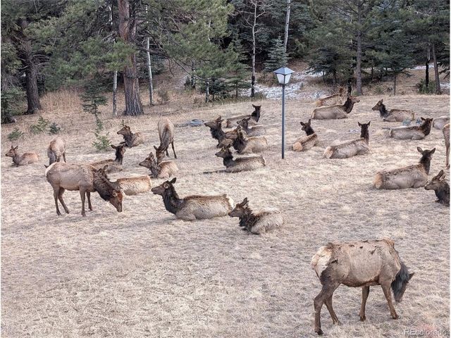 1323 S Snyder Gulch Rd, Evergreen, CO 80439