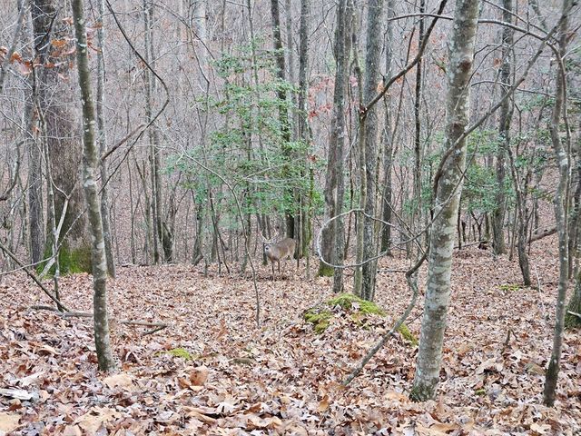 0 Garnet Drive, Ellijay, GA 30540