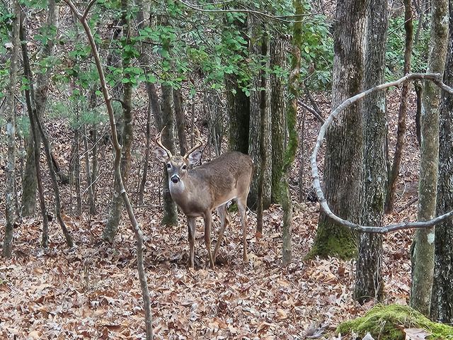 0 Garnet Drive, Ellijay, GA 30540