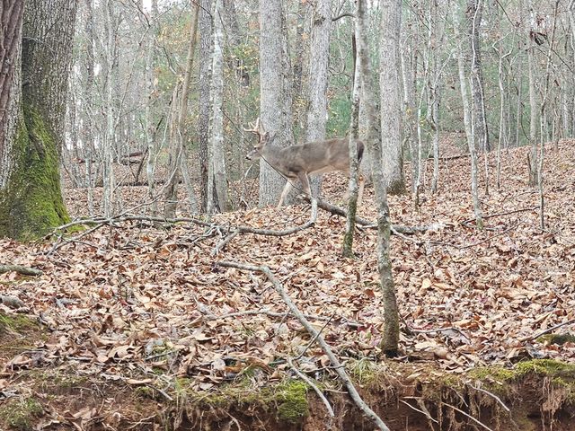 0 Garnet Drive, Ellijay, GA 30540