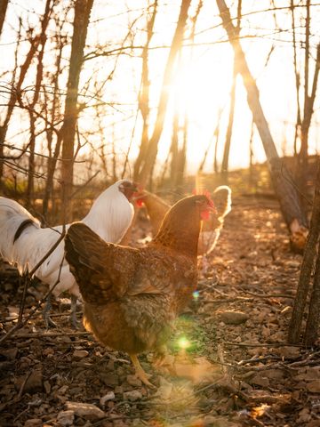 7050 Bakerville Rd, Waverly, TN 37185