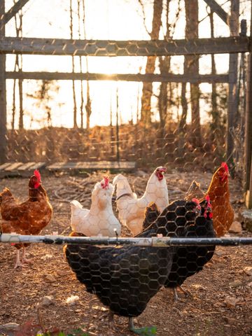 7050 Bakerville Rd, Waverly, TN 37185