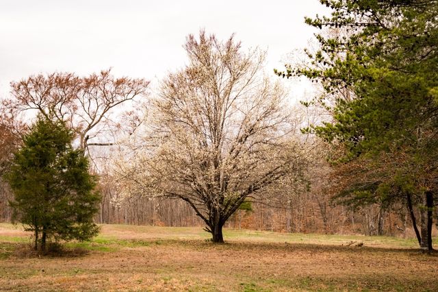 7050 Bakerville Rd, Waverly, TN 37185