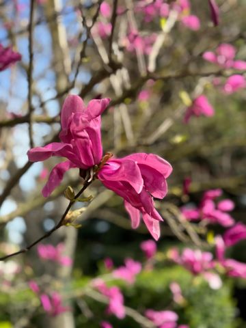 8772 Newry Ct, Elk Grove, CA 95624