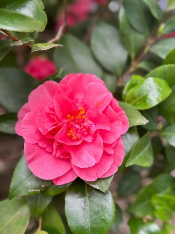 8772 Newry Ct, Elk Grove, CA 95624