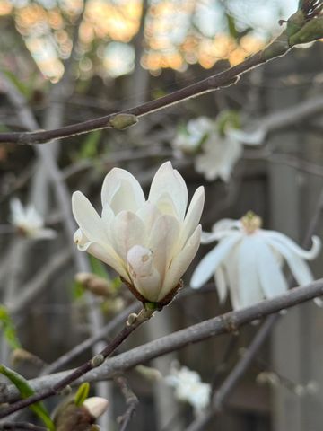 8772 Newry Ct, Elk Grove, CA 95624