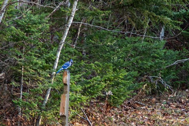 86 Jersey Drive, Lake Placid, NY 12946