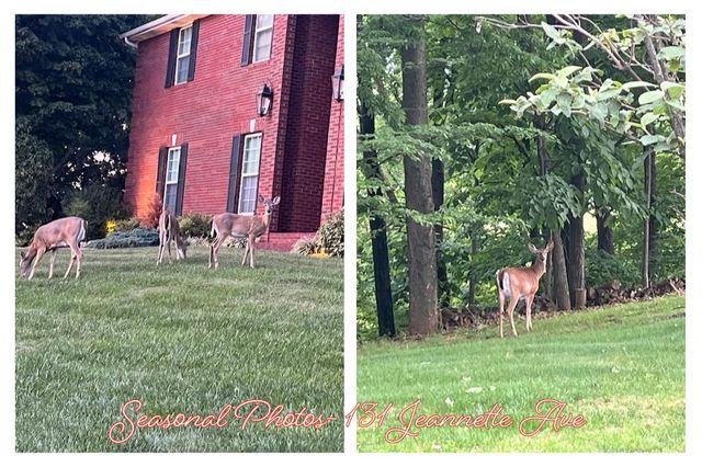 131 Jeannette Avenue, Frankfort, KY 40601