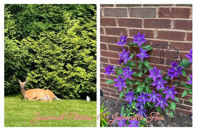 131 Jeannette Avenue, Frankfort, KY 40601