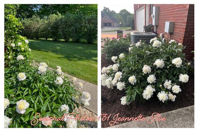 131 Jeannette Avenue, Frankfort, KY 40601